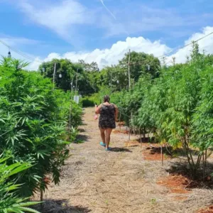 Weed Farm Tour & Lethe Bamboo River Rafting in Montego Bay